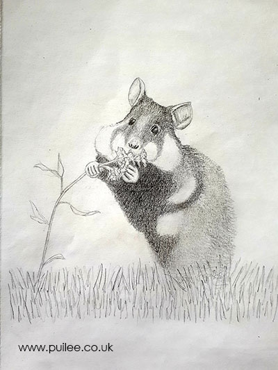 Hamster (2021) pencil on paper by Artist Pui Lee